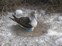 Blue footed boobie showing off her eggs